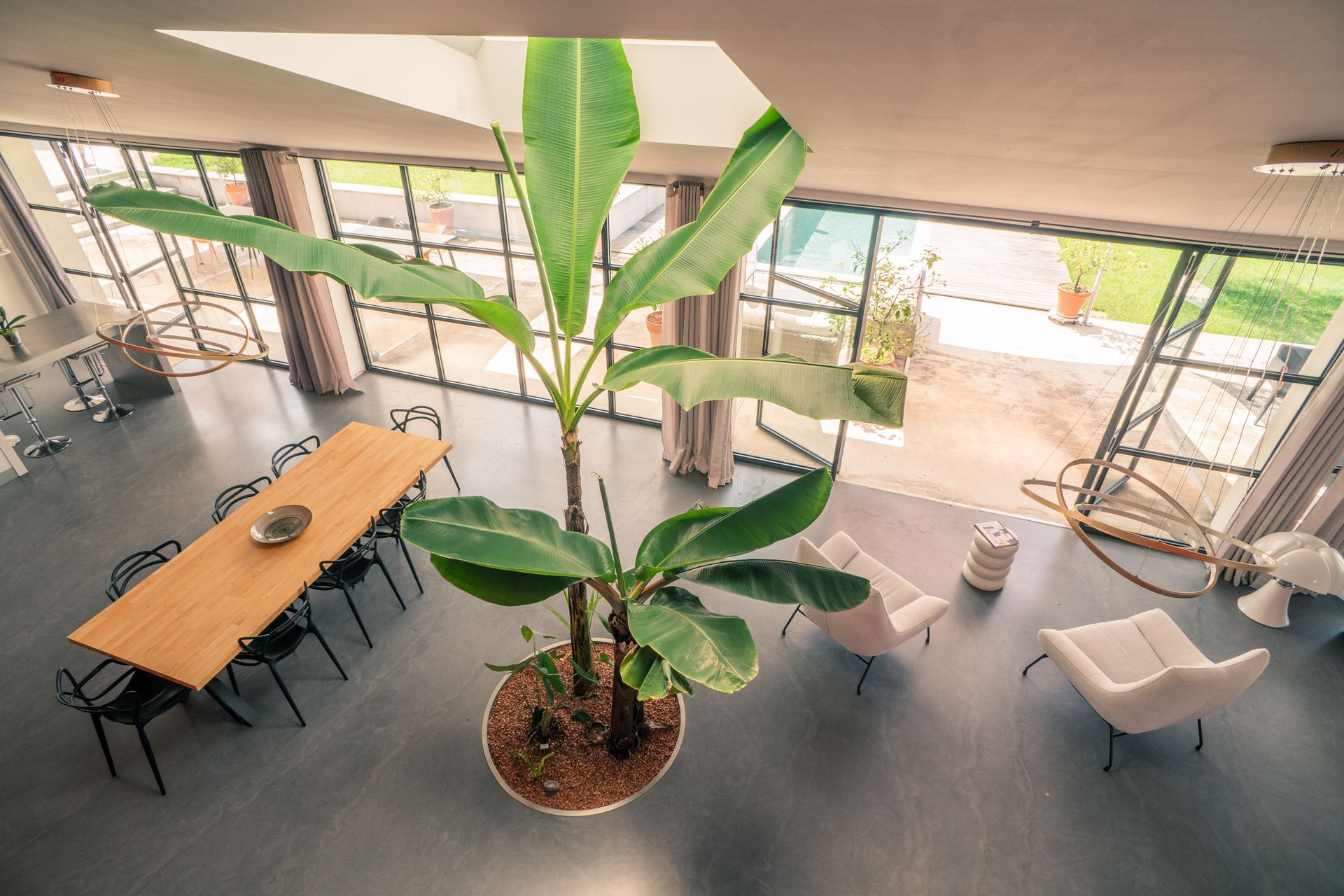 salon du maison d'architecte avec une grande baie vitré et un arbre planté en interieur
