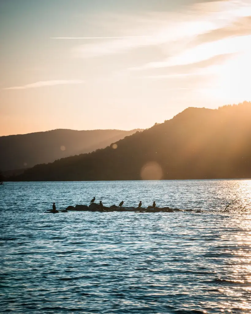 Coucher de cormorans